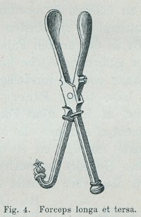 Fig 4 Forceps longa