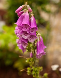 Digitalis